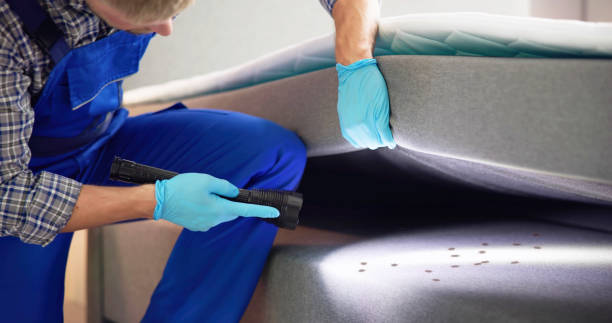Best Wasp Removal Services  in Summit, AZ